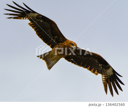 空を飛ぶトビ 136402560