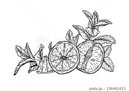 Monochrome vector orange citrus among melissa branches illustration painted by black inks. Etching drawing of tropical fruit with mint herbs for beverage branding, spa menus, healthy food packaging 136402815
