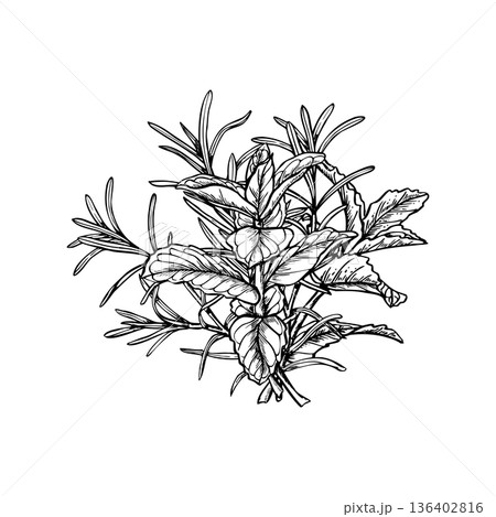 Rosemary and mint bouquet vector illustration painted by black inks. Aromatic fresh herbs etching drawing. Fragrant lavender and peppermint plant for spa products, cooking blogs, wedding decor 136402816