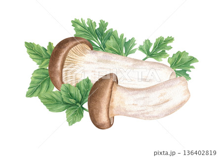 Eryngii mushrooms and aromatic green herbs watercolor illustration on isolated background. Hand painted East Asian edible king oyster fungi and basil, oregano, parsley for culinary blogs, recipes. Eryngii mushrooms and aromatic green herbs watercolor illustration on isolated background. Hand painted East Asian edible king oyster fungi and basil, oregano, parsley for culinary blogs, recipes. 136402819