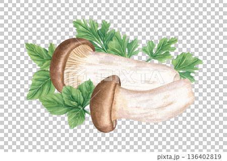 Eryngii mushrooms and aromatic green herbs watercolor illustration on isolated background. Hand painted East Asian edible king oyster fungi and basil, oregano, parsley for culinary blogs, recipes. Eryngii mushrooms and aromatic green herbs watercolor illustration on isolated background. Hand painted East Asian edible king oyster fungi and basil, oregano, parsley for culinary blogs, recipes. 136402819