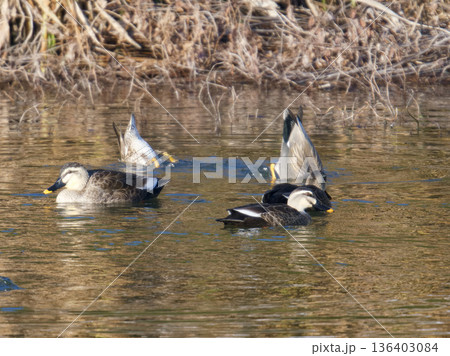 カルガモのタケノコ 136403084