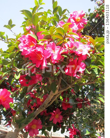 ピンクの花をつけたサザンカの木 ピンクの花をつけたサザンカの木 136403118