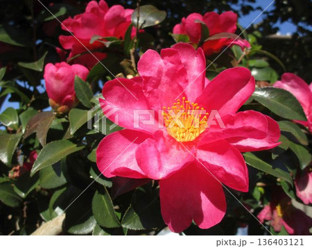 ピンクの花をつけたサザンカの木 ピンクの花をつけたサザンカの木 136403121