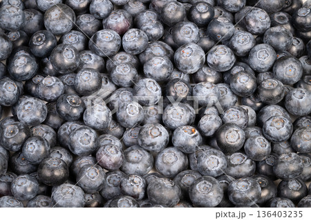 Studio shot of shiny blueberries. Detailed photographic view emphasizing glossy surface and fragile textures of newly harvested blueberries in controlled setting 136403235