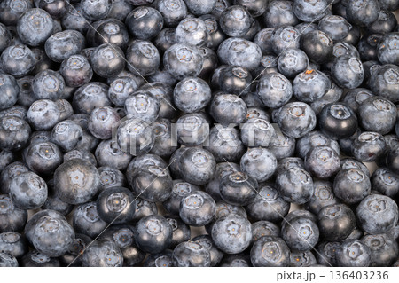Blueberry harvest beauty. Fresh blueberries under morning light. Dewkissed blueberries with vibrant indigo shades. Closeup of ripe blueberries with textured farm ambiance 136403236