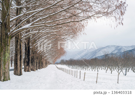 滋賀 メタセコイア並木の雪景色 136403318