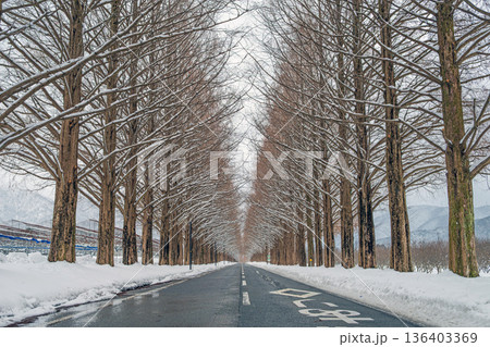 滋賀 メタセコイア並木の雪景色 136403369