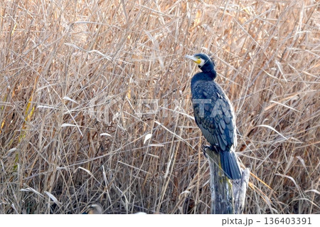 湿地に佇む野生のウ 136403391