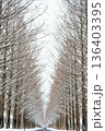 滋賀 メタセコイア並木の雪景色 136403395