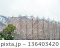 滋賀 メタセコイア並木と雪山の風景 136403420