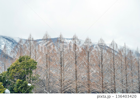 滋賀 メタセコイア並木と雪山の風景 136403420