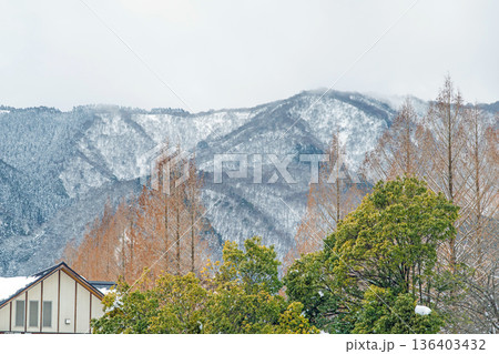 滋賀 メタセコイア並木と雪山の風景 136403432