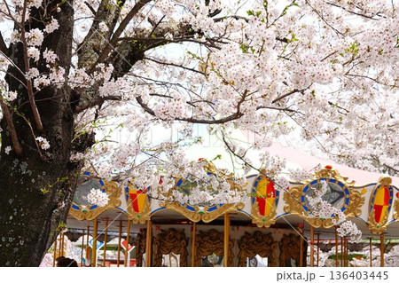 桜とメリーゴーラウンドの春の風景 桜とメリーゴーラウンドの春の風景 136403445