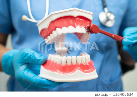 Doctor clean teeth denture with toothbrush for teach patient and dentist studying about dentistry. Doctor clean teeth denture with toothbrush for teach patient and dentist studying about dentistry. 136403634