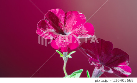 Velvet petals with dewy glow. Intimate still life showcasing vibrant blooms and gentle hues 136403669