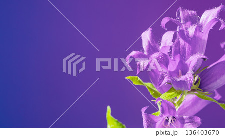 Elegant violet floral illustration. Calm and graceful violet flower arrangement on gradient background 136403670