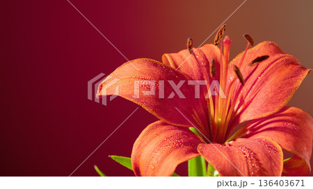 Bright orange lily with details. Macro shot of vibrant orange lily against gradient background 136403671