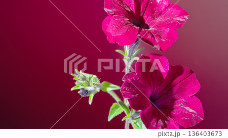 Stunning magenta petunia with green stem on bold red background for marketing and editorial purposes 136403673