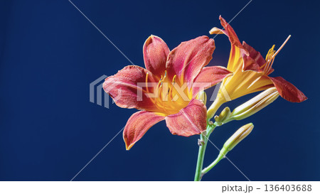 Striking floral composition showcasing orange daylilies and emerging buds against rich blue 136403688
