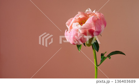 Peony blossom scene. Tender pink floral bud set against muted peach tones for romantic photography 136403689