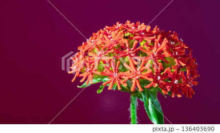 Red floral explosion. Bright crimson ixora display. Vivid scarlet ixora group on pink backdrop 136403690