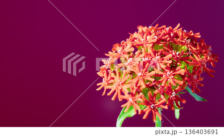 Vibrant floral centerpiece. Eyecatching floral display featuring crimson ixora blooms for decoration 136403691