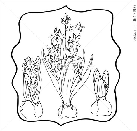 Whimsical vintage hyacinth bulbs in frame Whimsical vintage hyacinth bulbs in frame 136403985