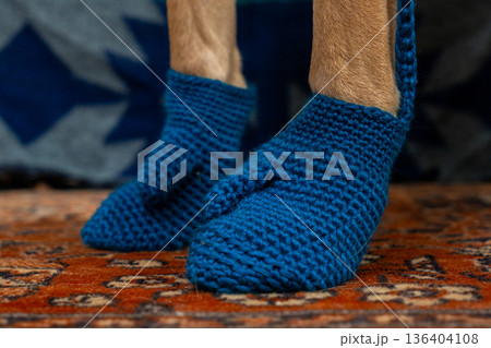 dog paws in knitted socks on the background dog paws in knitted socks on the background 136404108