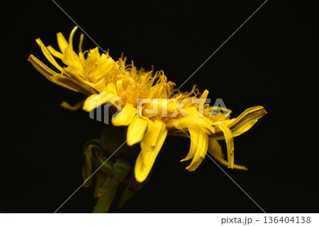 Flower on a black background. Flower on a black background. 136404138