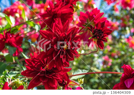 神奈川県横浜市 港の見える丘公園のイングリッシュガーデンに咲く深紅の秋ダリア 136404309