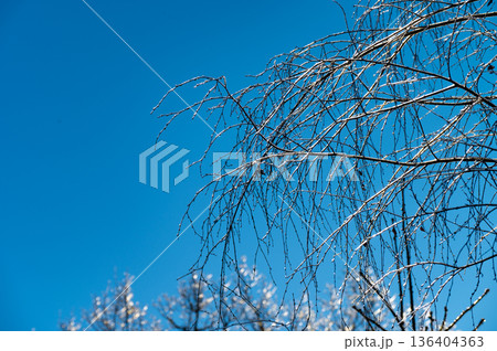 Nature patterns of frozen branches frost covered tree branches with snowy background Nature patterns of frozen branches frost covered tree branches with snowy background 136404363