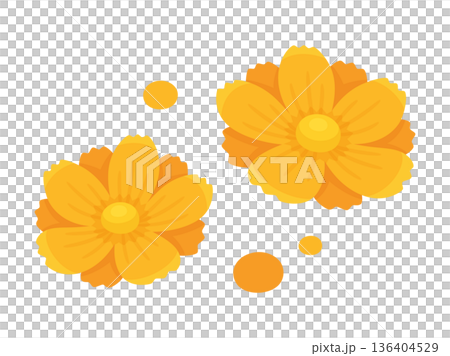 可愛的黃色波斯菊插畫素材 136404529