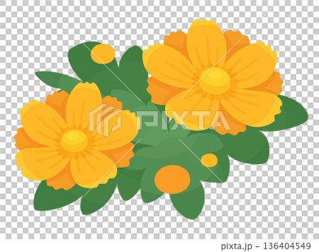 可愛的黃色波斯菊插畫素材 136404549