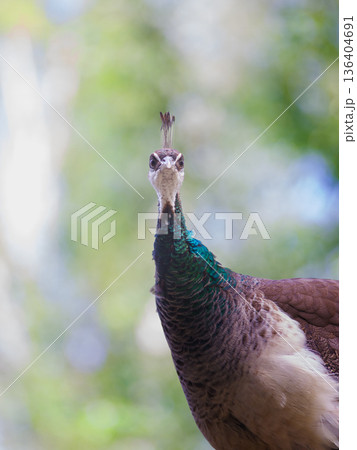 peacock portrait in the wild 136404691