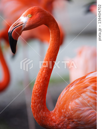 Flamingo portrait on blurred background Flamingo portrait on blurred background 136404702