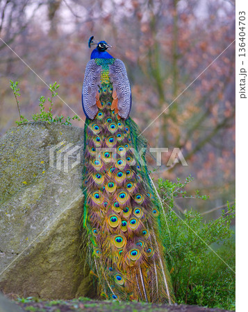 peacock sitting on a rock with a beautiful tail peacock sitting on a rock with a beautiful tail 136404703