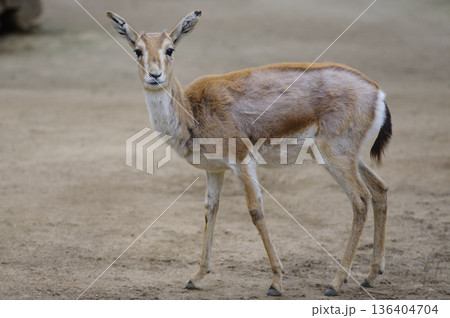 Gazella subgutturosa on a blurred background Gazella subgutturosa on a blurred background 136404704