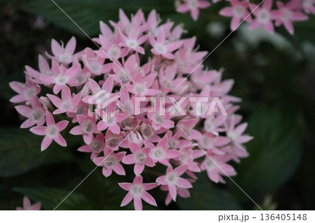 ピンク色のペンタスの花が咲いています 136405148