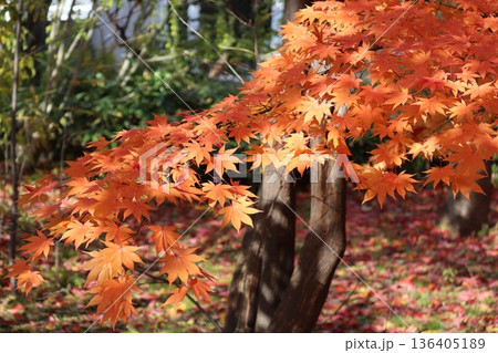 紅葉の葉 紅葉の葉 136405189