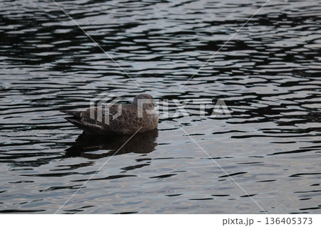 水面に浮かぶカモメ 136405373