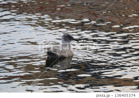 水面に浮かぶカモメ 136405374