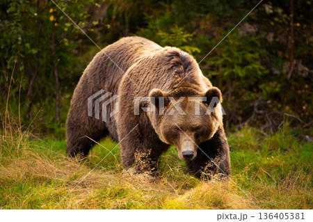 Powerful brown bear walking through grassy forest clearing in Scandinavian wilderness 136405381