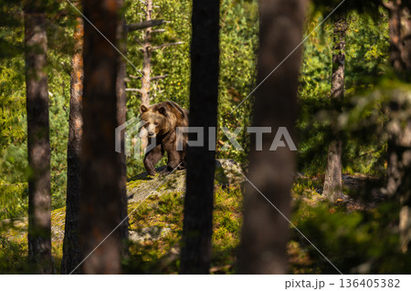 Brown bear standing on mossy rock in dense Scandinavian forest viewed through tree trunks 136405382