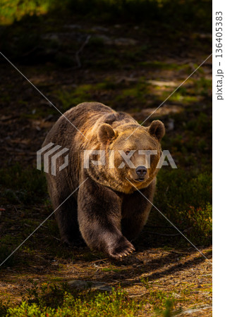 Powerful brown bear walking through mossy forest in Scandinavian wilderness 136405383