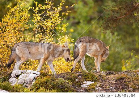 Two wolves exploring mossy rocks in autumn forest with golden foliage Two wolves exploring mossy rocks in autumn forest with golden foliage 136405384
