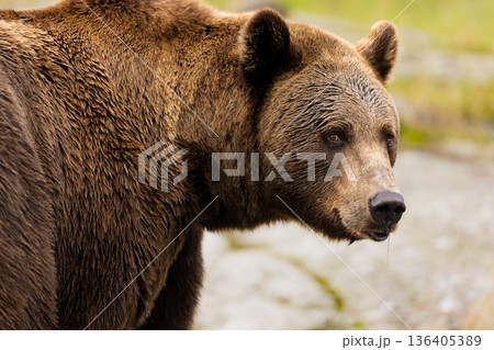 Majestic brown bear in Scandinavian wilderness with intense gaze and rugged fur 136405389