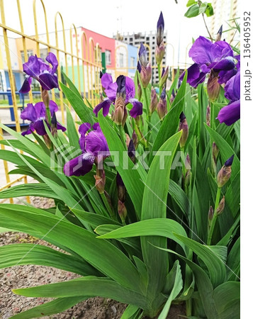 Purple iris flowers blooming in urban garden with green leaves and colorful buildings in background. The image represents the concept of spring bloom, natural beauty, growth 136405952