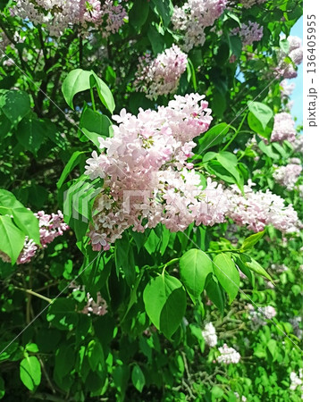 Light pink lilac flowers blooming on branch with green leaves in bright sunlight. The image represents the concept of spring fragrance, natural beauty, freshness and seasonal renewal 136405955
