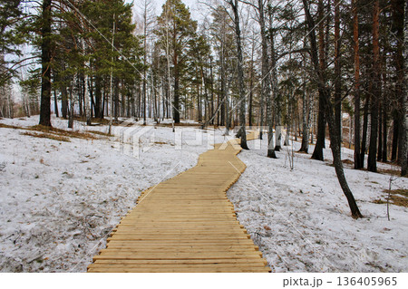 Winding wooden boardwalk path through a snow-covered forest with pine and birch trees. Nature trail or walkway in winter landscape. 136405965